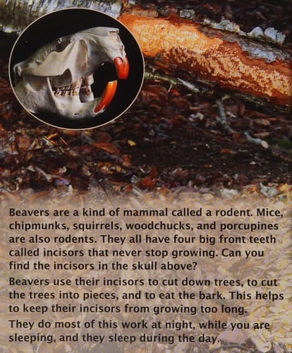 The beavers' busy year