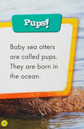 Baby sea otters