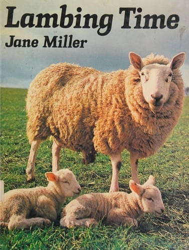 Lambing time