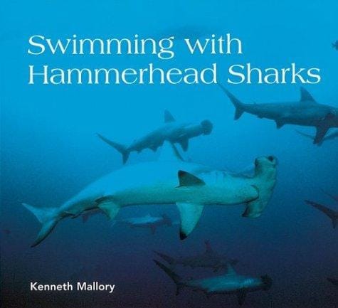 Swimming with Hammerhead Sharks