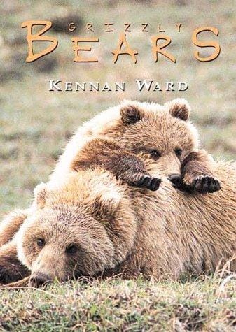 Bears Box Set (Boxed Cards series)
