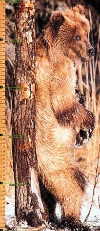 Grizzly Growth Chart (Growth Chart series)