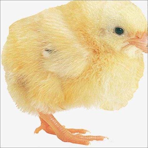 Chick.