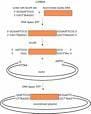 FUNDAMENTALS IN ENZYME KINETICS.