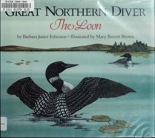Great northern diver: the loon