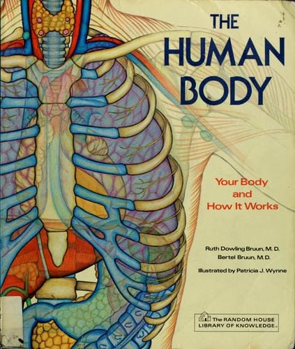 The human body