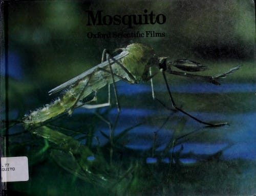 Mosquito