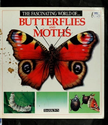The fascinating world of butterflies and moths