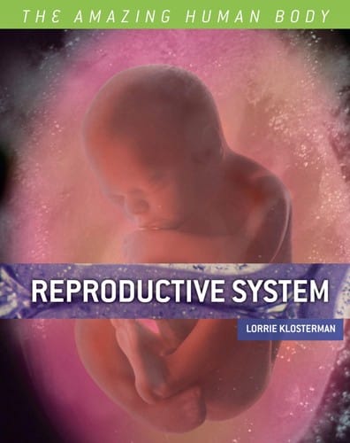 The reproductive system