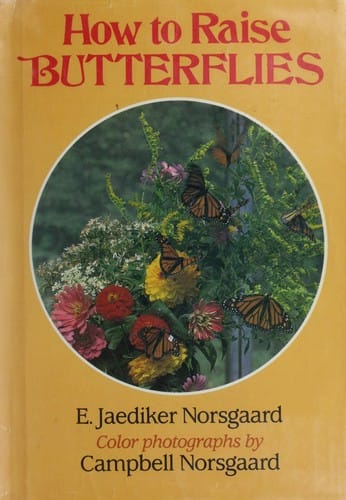 How to raise butterflies