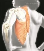 Human Anatomy- Text Only