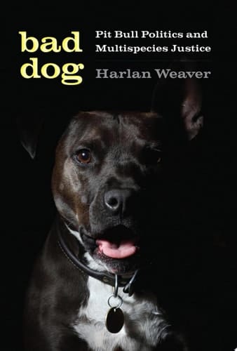 Bad Dog Pit Bull Politics and Multispecies Justice