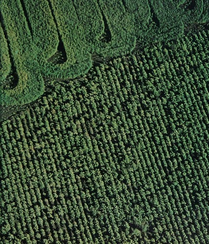 Plant Science: An Introduction to World Crops