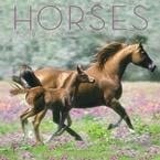 Horses 2009 Calendar