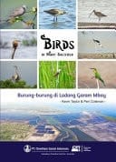 Birds of Mbay Saltfield Burung-burung Di Ladang Garam Mbay