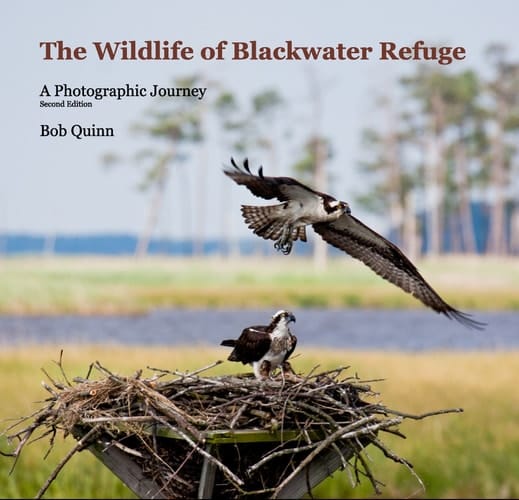 The Wildlife of Blackwater Refuge