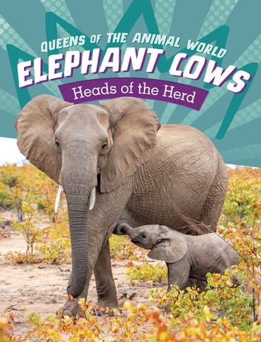 Elephant Cows Heads of the Herd