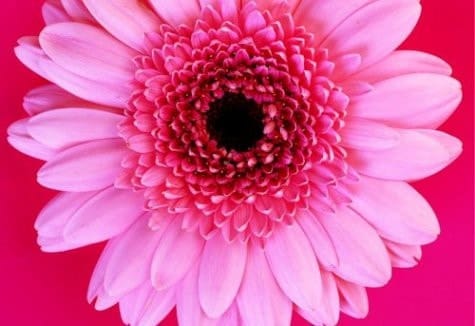 Wild Flowers Large Note Cards