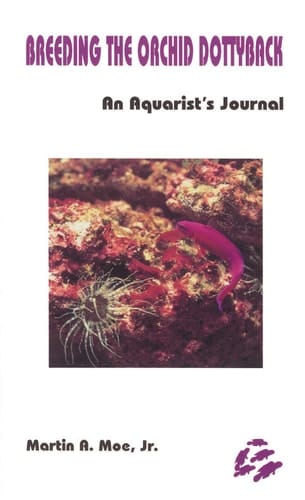Breeding the Orchid Dottyback, Pseudochromis Fridmani