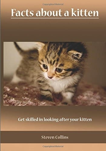 Facts about a Kitten Get Skilled in Looking After Your Kitten