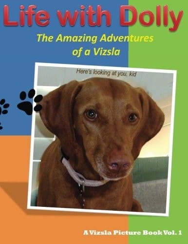 Life with Dolly The Amazing Adventures of a Vizsla