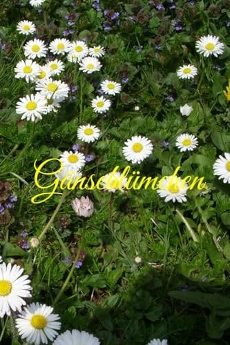 Gänseblümchen