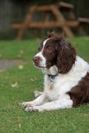 Beautiful Springer Spaniel (for the Love of Dogs) Blank 150 Page Lined Journal for Your Thoughts, Ideas, and Inspiration