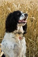 English Springer Spaniel in a Field, for the Love of Dogs Blank 150 Page Lined Journal for Your Thoughts, Ideas, and Inspiration