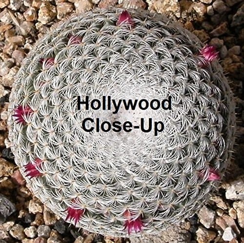 Hollywood Close-Up