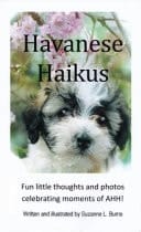 Havanese Haikus