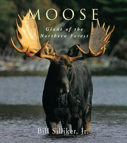 Moose Giant of the Northern Forest