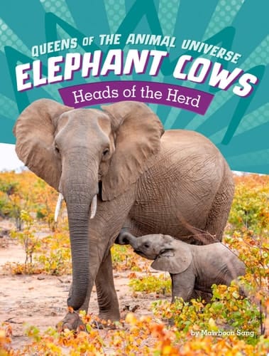 Elephant Cows Heads of the Herd