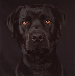 Shari Hatt Dogs, 1999-2004