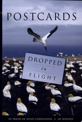 Postcards Dropped in Flight In Praise of Avian Companions