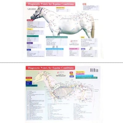 Diagnostic Points for Equine Conditions Chart