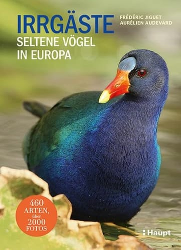 Irrgäste Seltene Vögel in Europa
