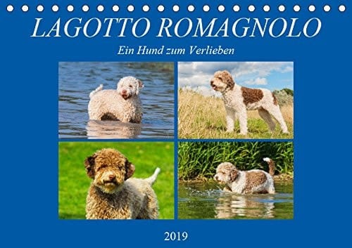 Lagotto Romagnolo - Ein Hund zum Verlieben (Tischkalender 2019 DIN A5 quer): Der Lagotto Romagnolo auf 13 zauberhaften Kalenderblättern (Monatskalender, 14 Seiten )