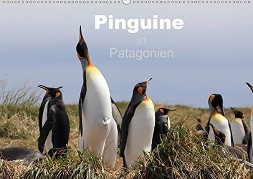Pinguine in Patagonien (Wandkalender 2020 DIN A2 quer): Einblicke in das gesellige Leben der Königs- und Magellan-Pinguine in Patagonien (Monatskalender, 14 Seiten )