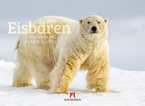 Eisbären 2024