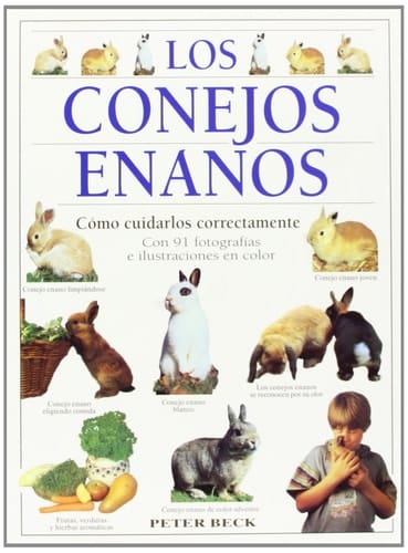 Los conejos enanos cómo cuidarlos correctamente