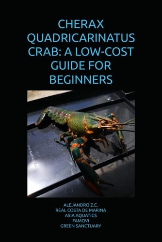 CHERAX QUADRICARINATUS CRAB: A LOW-COST GUIDE FOR BEGINNERS