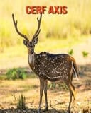 Cerf Axis Recueil pour Enfants de Belles Images & d'Informations Intéressantes Concernant les Cerf Axis