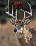 Cerf Recueil pour Enfants de Belles Images & d'Informations Intéressantes Concernant les Cerf