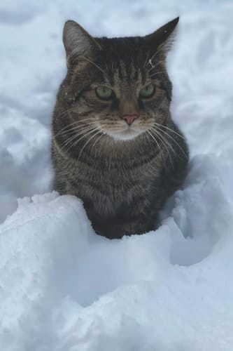 Scottish Wildcat in Snow - Cat - notebook, notepad, memo pad 6" x 9" (15 x 22cm) 100 Lined Pages A5: Lined notebook with Scottish Wildcat cover design