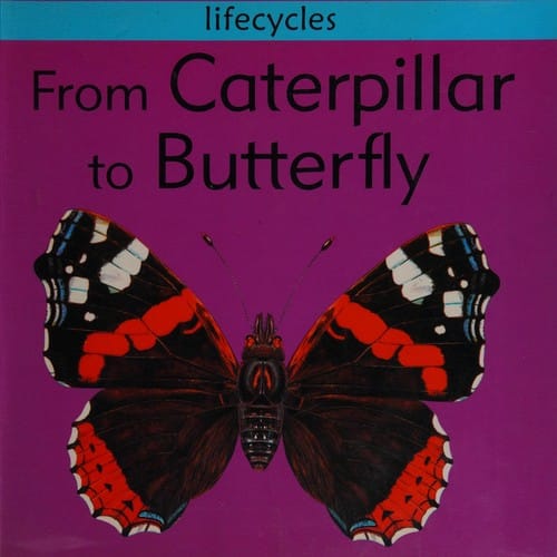 From Caterpillar to Butterfly (Lifecycles)