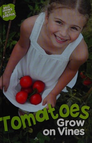 Tomatoes grow on the vine