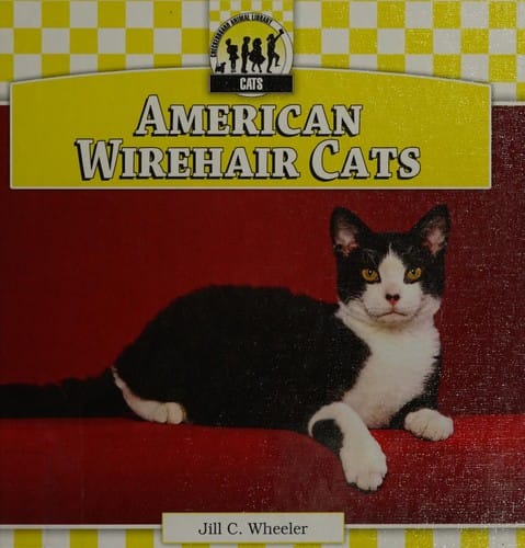 American wirehair cats
