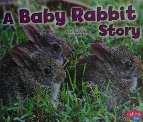 A baby rabbit story