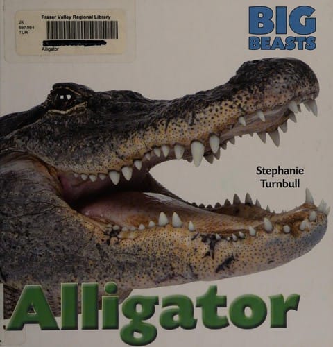Alligator