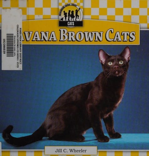 Havana brown cats